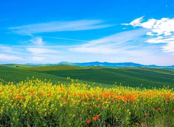 Gulin, Sylvia 아티스트의 USA-Washington State-Palouse red poppies and yellow canola with landscape of wheat fields작품입니다.